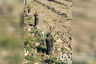  terrain ste-cecile-les-vignes 84290