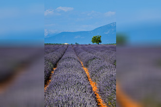 Ma-Cabane - Vente Boutique L'ISLE-SUR-LA-SORGUE, 2500 m²