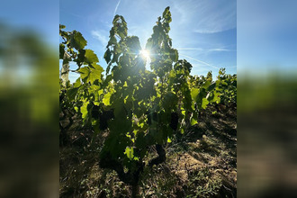 Vente Divers 71570, ROMANECHE THORINS France