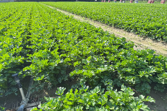 Ma-Cabane - Vente Divers VILLELONGUE-DE-LA-SALANQUE, 13600 m²