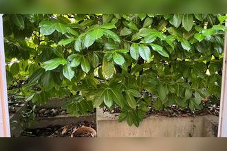 Ma-Cabane - Vente Local commercial ISSY-LES-MOULINEAUX, 120 m²