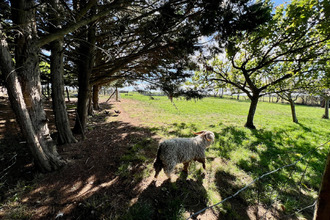 Ma-Cabane - Vente Maison DOLMAYRAC, 300 m²