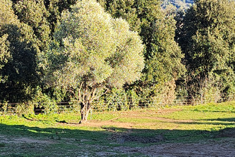 Ma-Cabane - Vente Terrain Carros, 795 m²