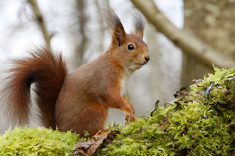 Vente Terrain 95220, HERBLAY France