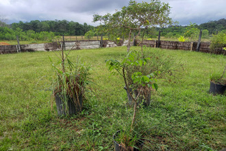 Vente Terrain 97310, Kourou France