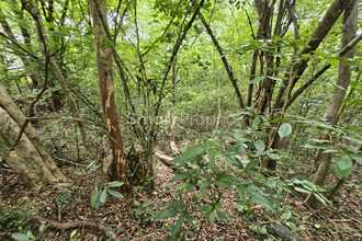 Ma-Cabane - Vente Terrain Schoelcher, 3578 m²