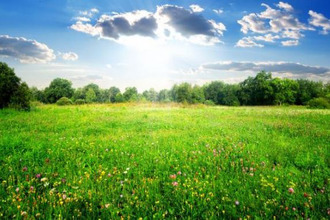 Vente Terrain 44530, Sévérac France