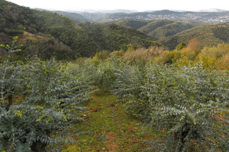 Ma-Cabane - Vente Terrain Tanneron, 4855 m²