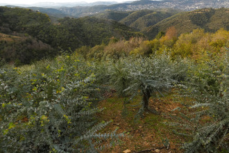 Ma-Cabane - Vente Terrain Tanneron, 4855 m²