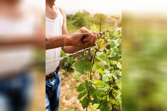  viager chavot-courcourt 51530