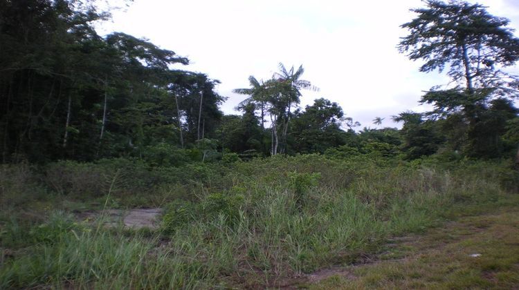 Ma-Cabane - Location Terrain Iracoubo, 10000 m²