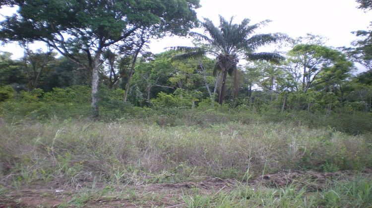 Ma-Cabane - Location Terrain Iracoubo, 10000 m²