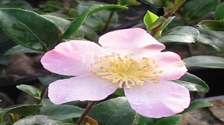 Ma-Cabane - Vente Appartement SAINT-GERMAIN-EN-LAYE, 88 m²