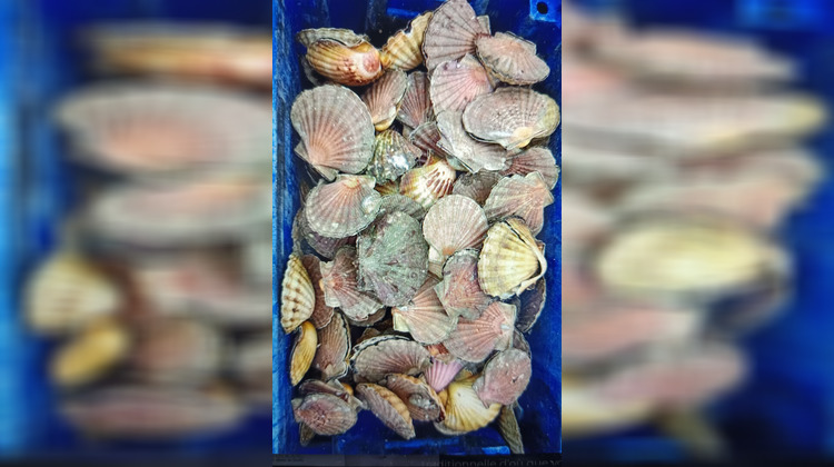 Ma-Cabane - Vente Boutique PLERIN, 25 m²