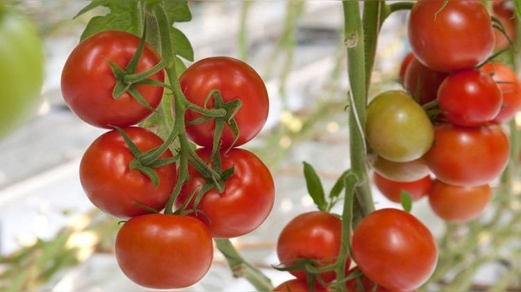 Ma-Cabane - Vente Divers GRANVILLE, 1 m²