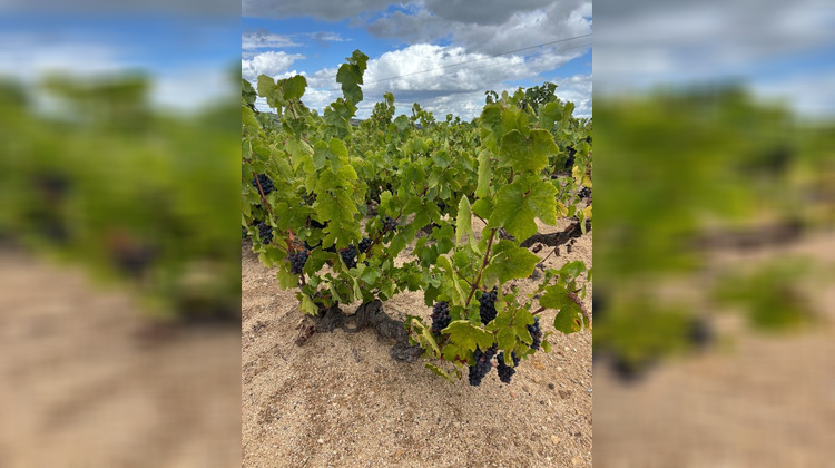 Ma-Cabane - Vente Divers REGNIE DURETTE, 8971 m²