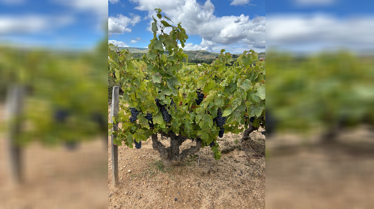 Ma-Cabane - Vente Divers REGNIE DURETTE, 8971 m²