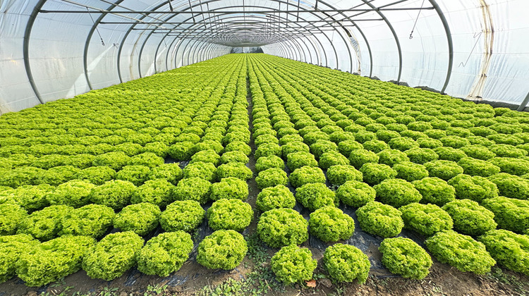 Ma-Cabane - Vente Divers VILLELONGUE-DE-LA-SALANQUE, 13600 m²