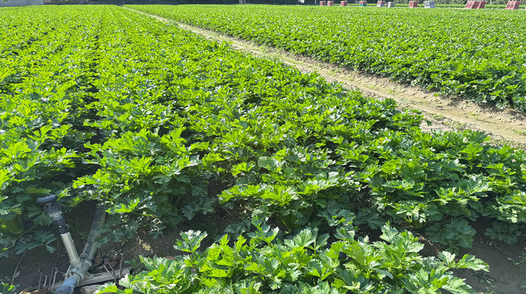 Ma-Cabane - Vente Divers VILLELONGUE-DE-LA-SALANQUE, 13600 m²