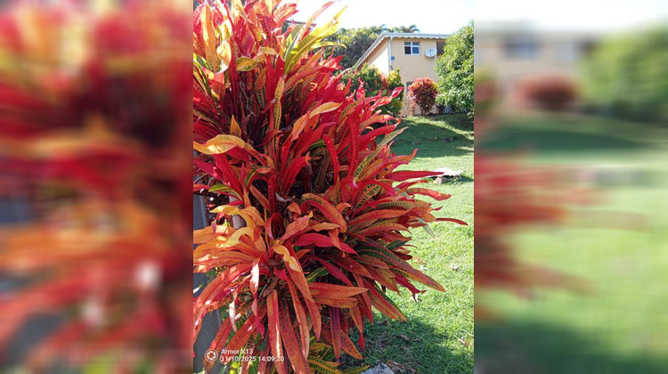 Ma-Cabane - Vente Immeuble LE MARIGOT, 240 m²