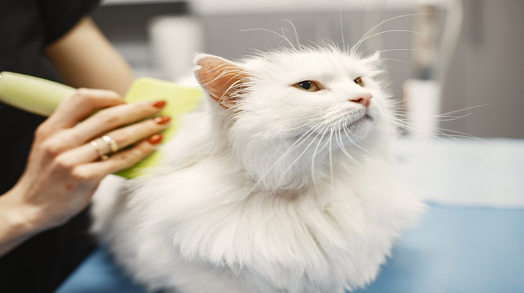 Ma-Cabane - Vente Local commercial Retiers, 29 m²