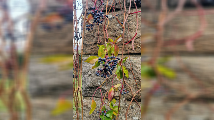 Ma-Cabane - Vente Maison DINAN, 65 m²