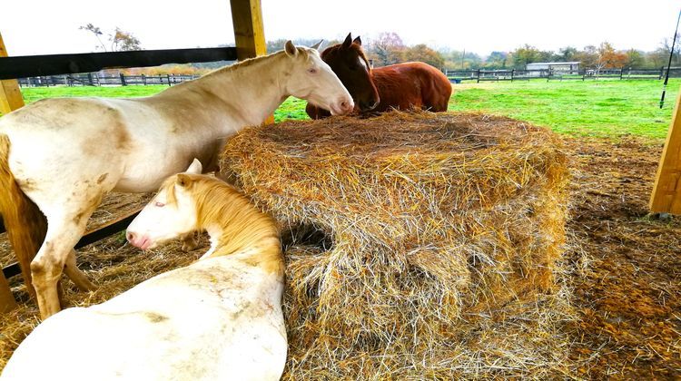 Ma-Cabane - Vente Maison Grenade-sur-l'Adour, 605 m²