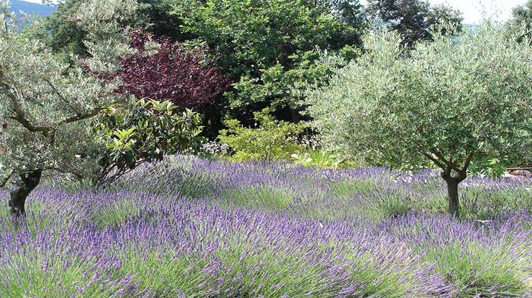 Ma-Cabane - Vente Maison LACOSTE, 237 m²