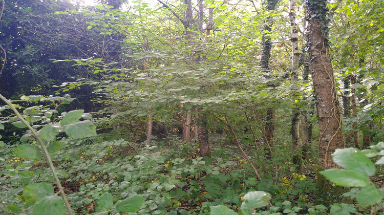 Ma-Cabane - Vente Maison Loupfougères, 53 m²