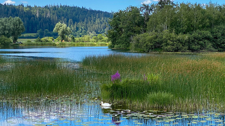 Ma-Cabane - Vente Maison MALBUISSON, 355 m²