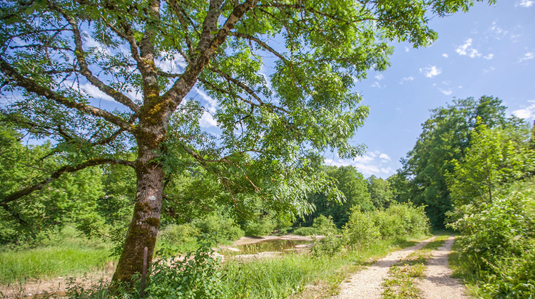 Ma-Cabane - Vente Maison MALBUISSON, 355 m²