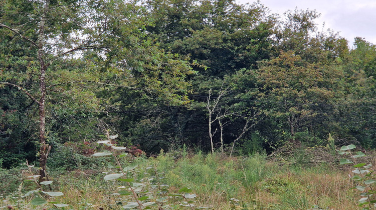 Ma-Cabane - Vente Maison MUR-DE-SOLOGNE, 36 m²