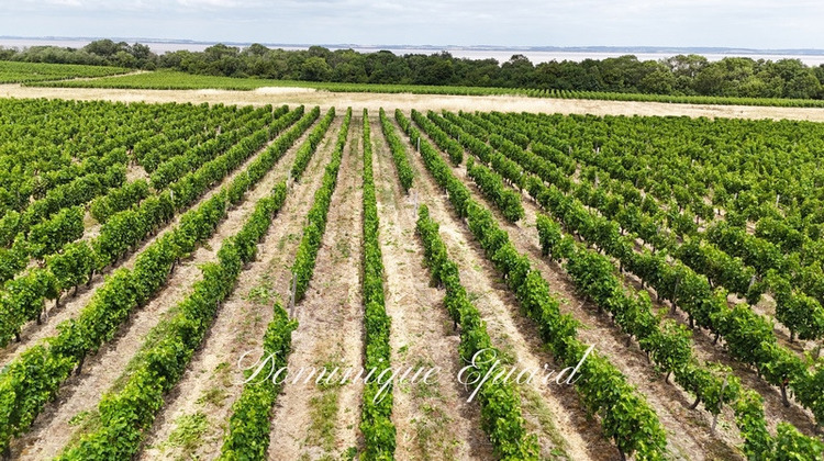 Ma-Cabane - Vente Maison SAINT YZANS DE MEDOC, 1357 m²