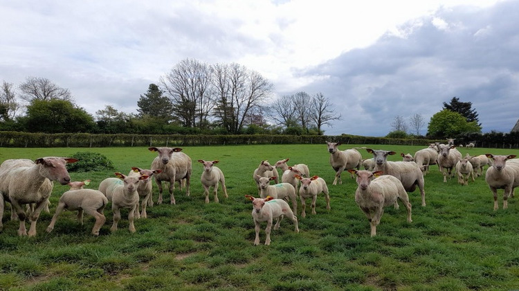 Ma-Cabane - Vente Maison SAVILLY, 116 m²