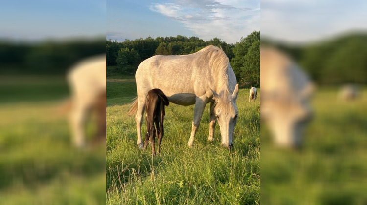 Ma-Cabane - Vente Maison VENTENAC, 570 m²