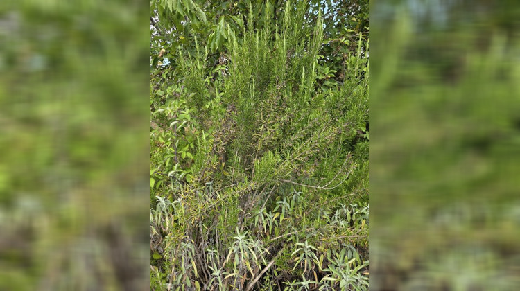 Ma-Cabane - Vente Terrain ARGENTON SUR CREUSE, 919 m²