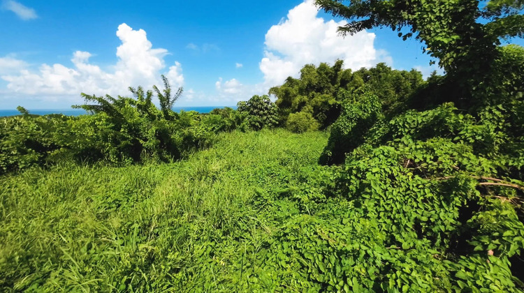 Ma-Cabane - Vente Terrain Basse-Pointe, 970 m²