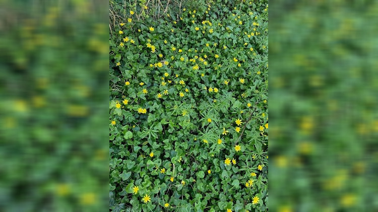 Ma-Cabane - Vente Terrain Briarres-sur-Essonne, 558 m²