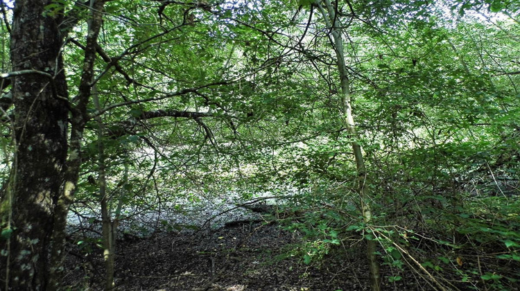 Ma-Cabane - Vente Terrain COULLONS, 464000 m²