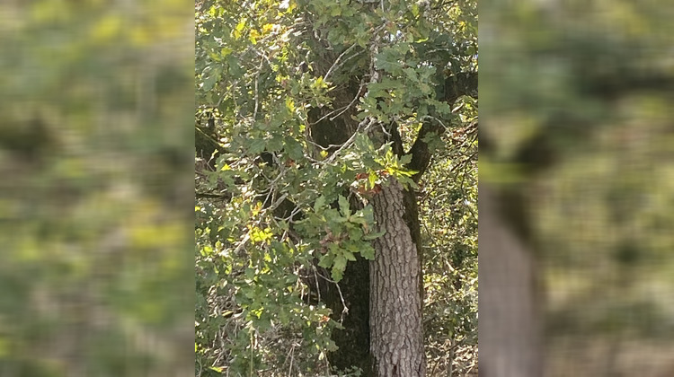 Ma-Cabane - Vente Terrain CROSSAC, 10760 m²