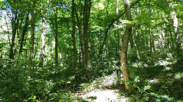 Ma-Cabane - Vente Terrain DAMPIERRE EN YVELINES, 8000 m²