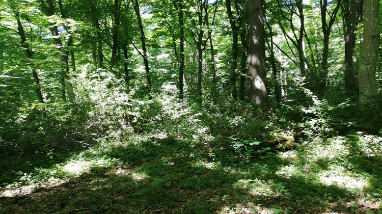 Ma-Cabane - Vente Terrain DAMPIERRE EN YVELINES, 8000 m²