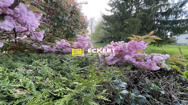 Ma-Cabane - Vente Terrain Dingsheim, 1148 m²