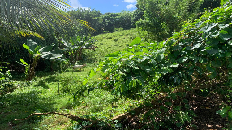 Ma-Cabane - Vente Terrain Ducos, 2664 m²