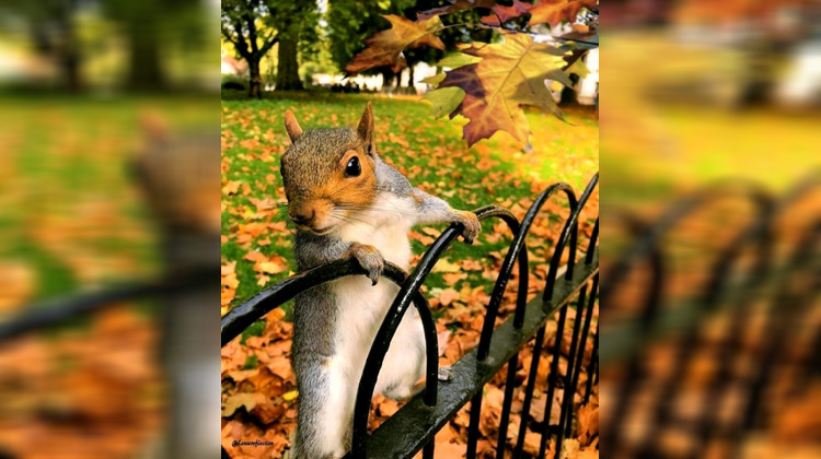 Ma-Cabane - Vente Terrain HERBLAY, 305 m²