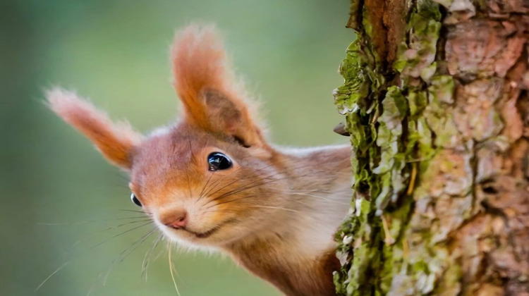 Ma-Cabane - Vente Terrain HERBLAY, 535 m²