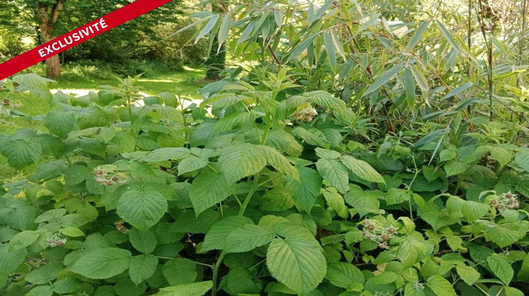 Ma-Cabane - Vente Terrain JOUE SUR ERDRE, 2193 m²