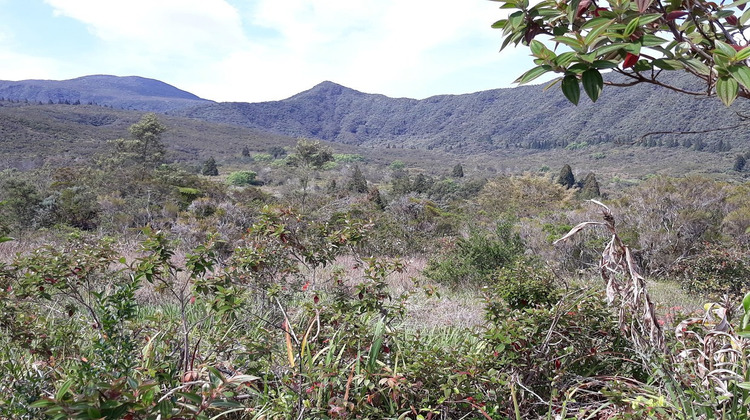 Ma-Cabane - Vente Terrain LA PLAINE DES PALMISTES, 4537 m²