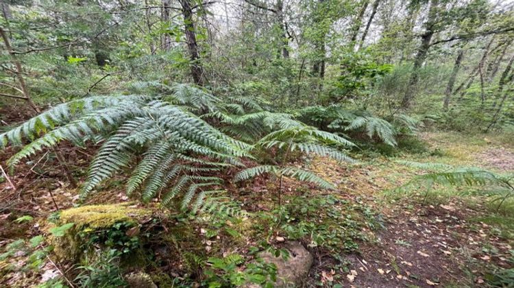 Ma-Cabane - Vente Terrain Le Vaudoué, 7250 m²