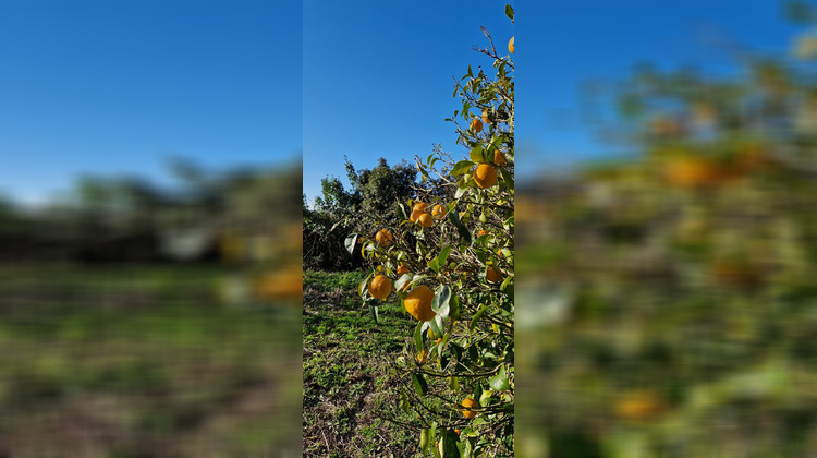 Ma-Cabane - Vente Terrain Mauguio, 741 m²